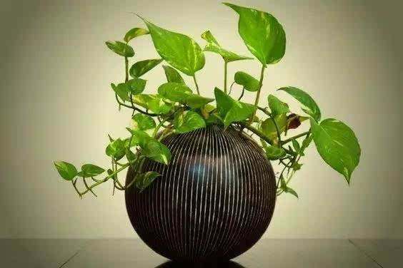 植物冠层分析仪