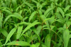 植物冠层测定仪在水稻种植当中有什么作用？